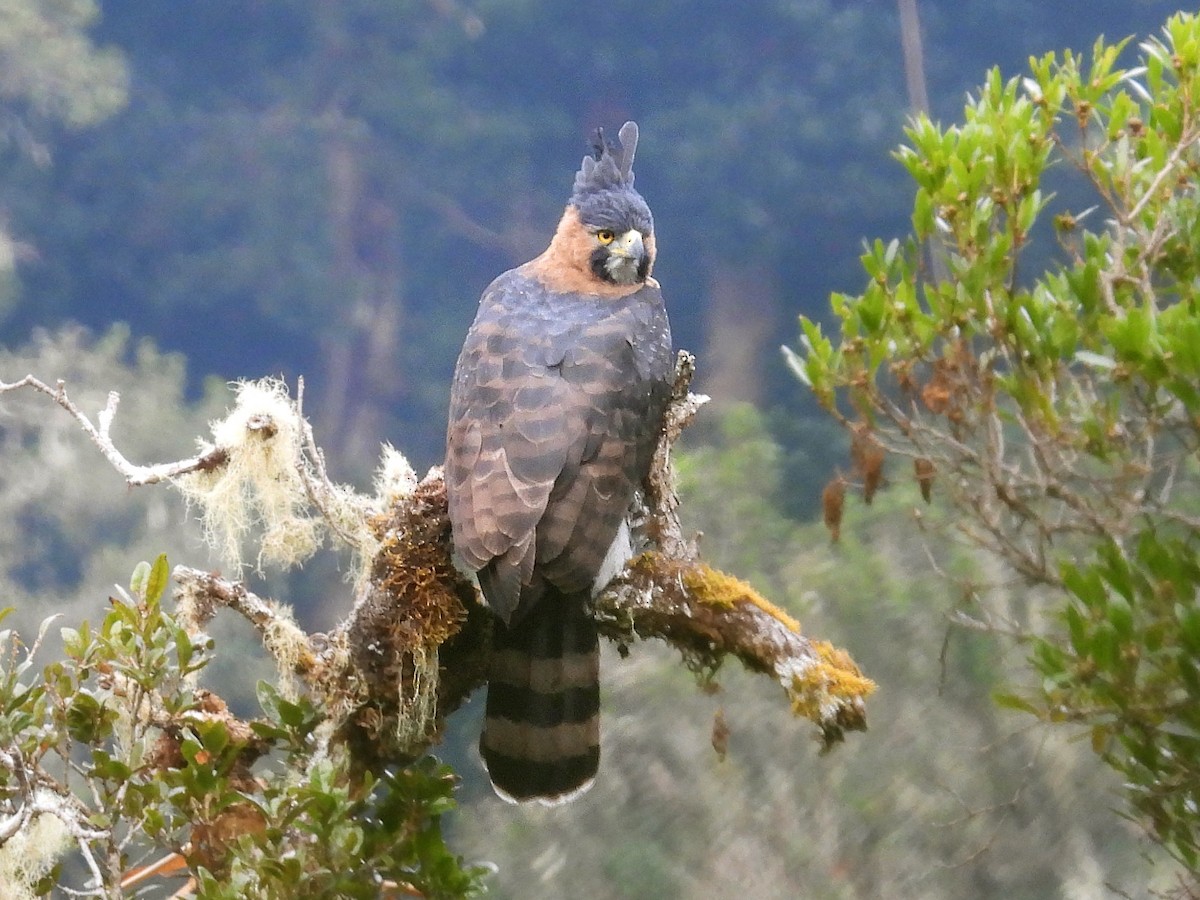 Ornate Hawk-Eagle - ML618129045