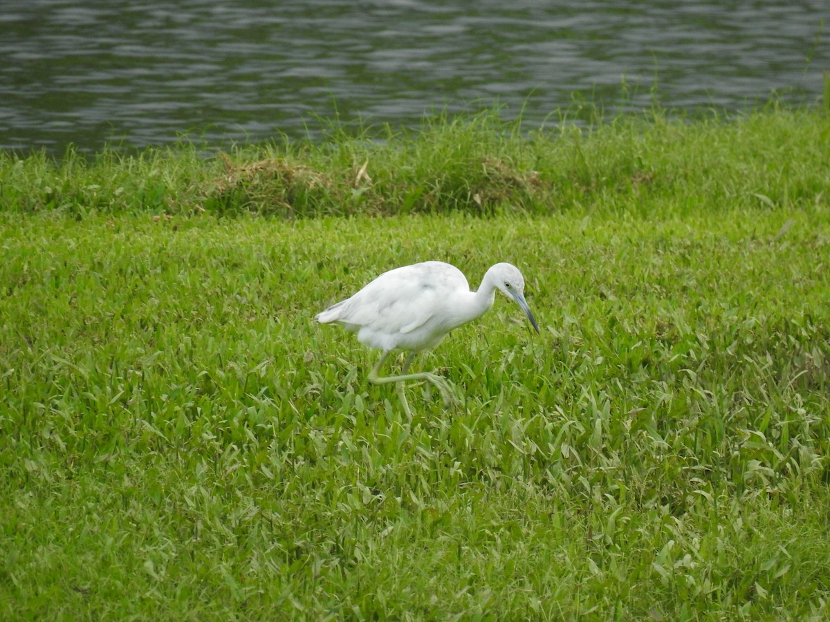 Little Blue Heron - Coral Avilés Santiago