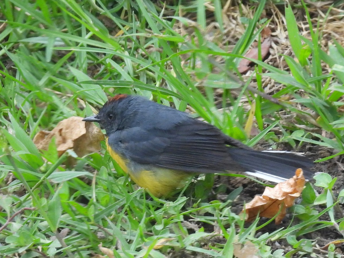 Slate-throated Redstart - ML618129087