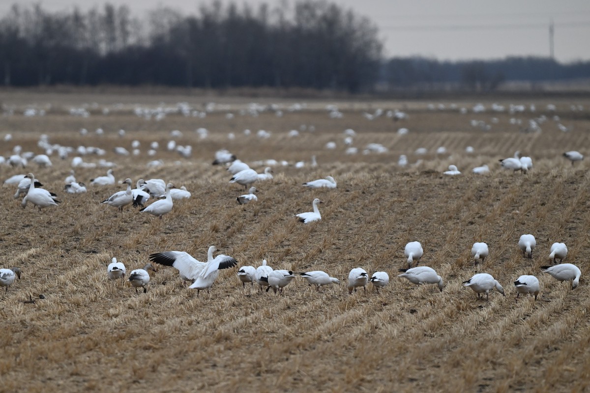 Snow Goose - Martin Kennedy