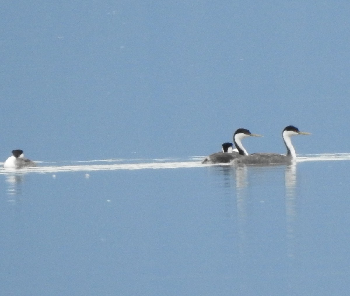 Western Grebe - Jack VanDyk