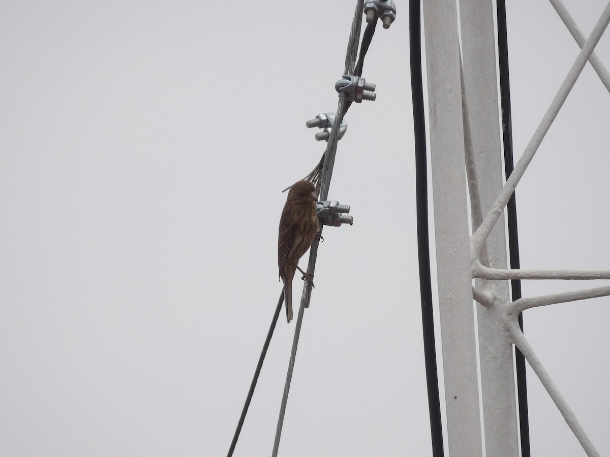 House Finch - Marcelo Gutierrez