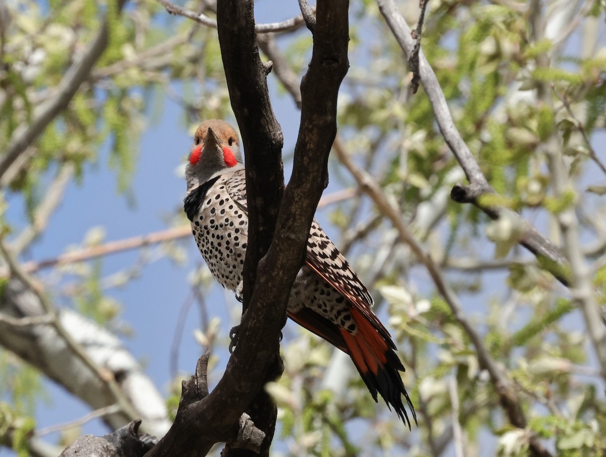 Northern Flicker - Chris Gilbert