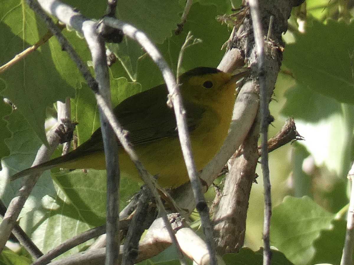 Wilson's Warbler - Cory Ross