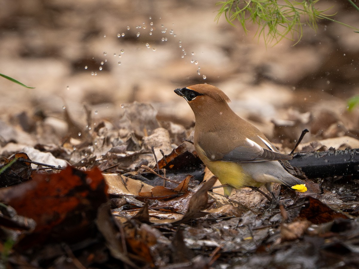 Cedar Waxwing - Lisa Hansen