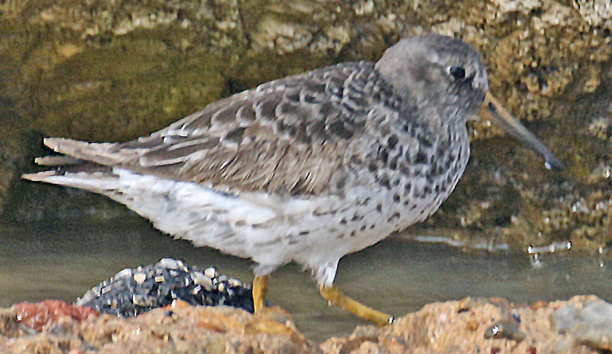 Purple Sandpiper - ML618129188