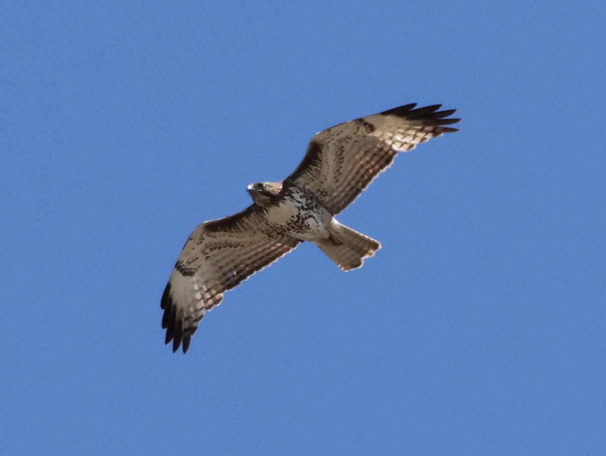 Red-tailed Hawk - Chris Gilbert