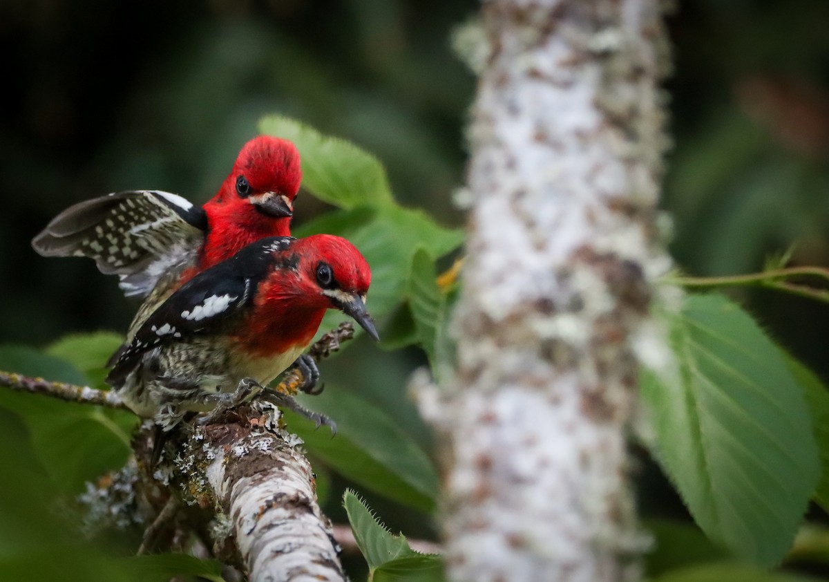 Red-breasted Sapsucker - ML618129192