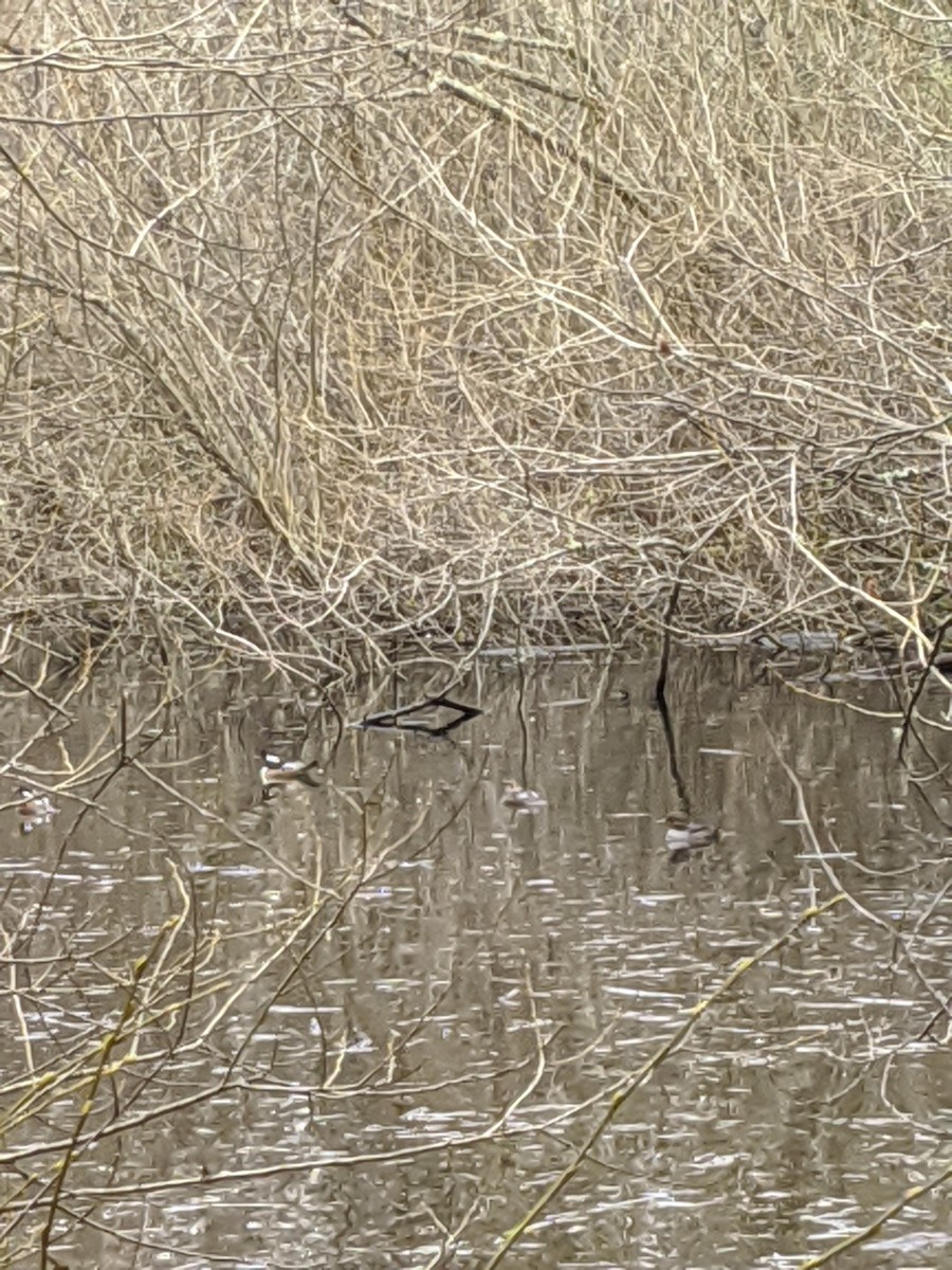 Hooded Merganser - Huck Dixon