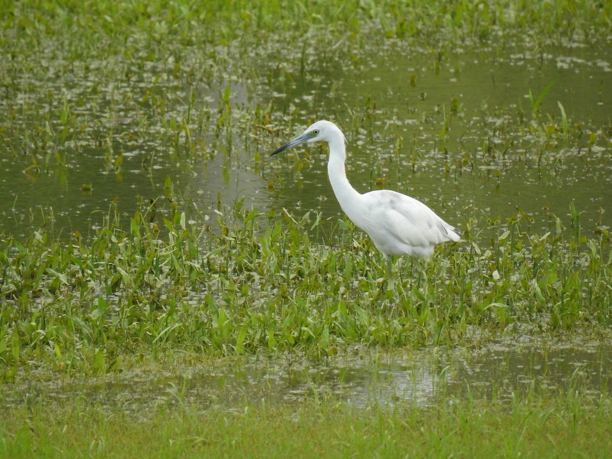 Little Blue Heron - Coral Avilés Santiago