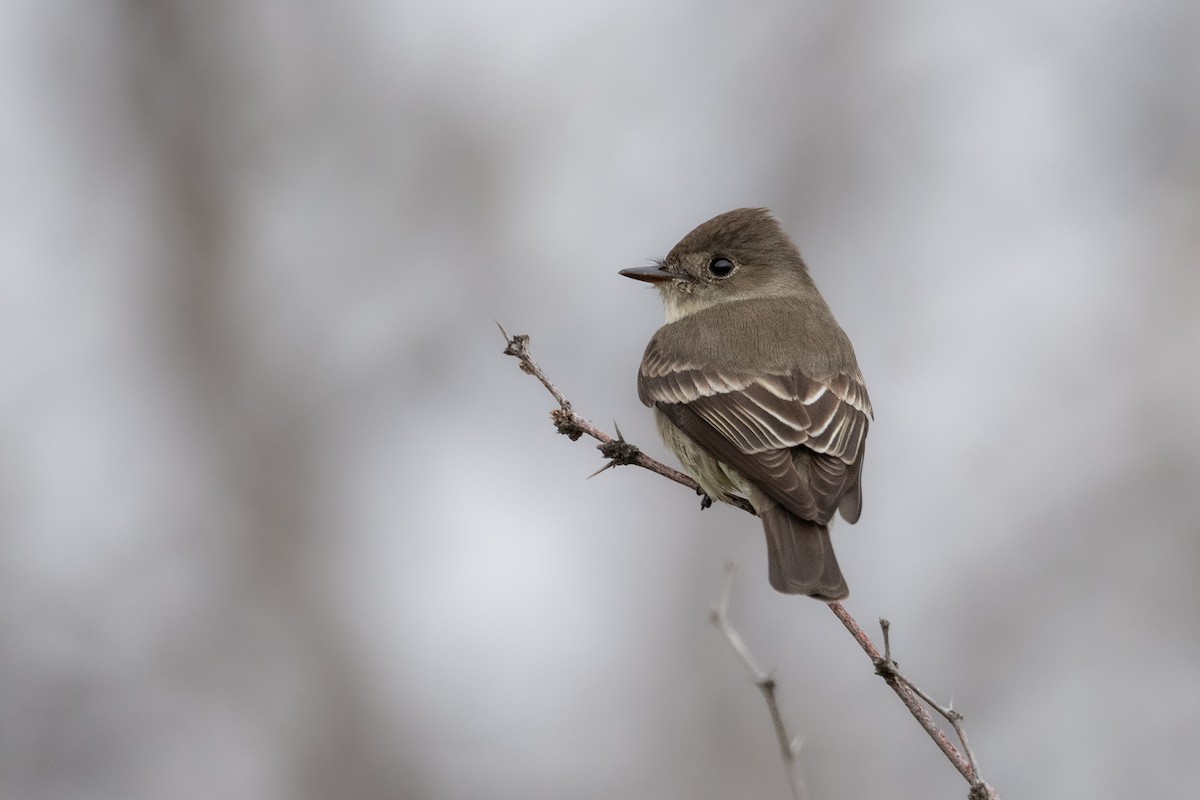 Western Wood-Pewee - Brandon Nidiffer