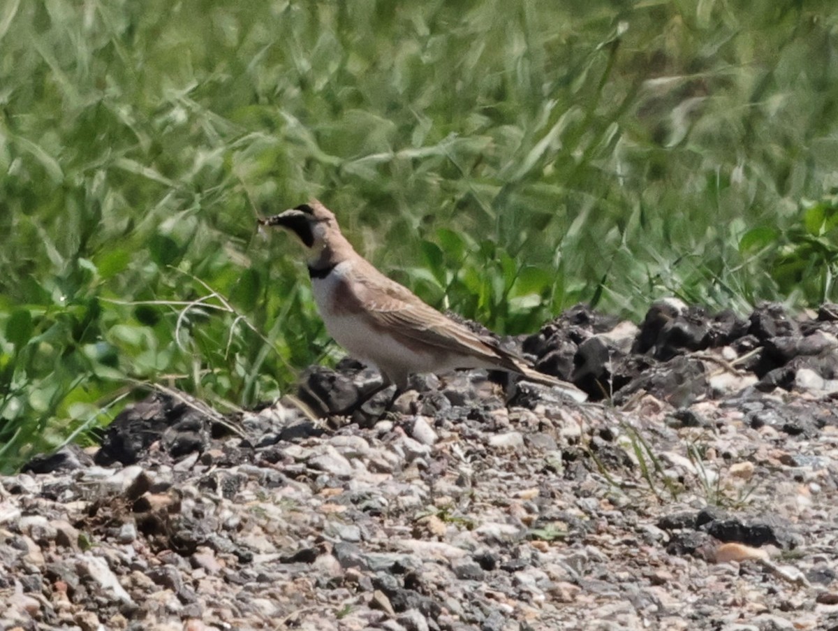 Horned Lark - Chris Gilbert