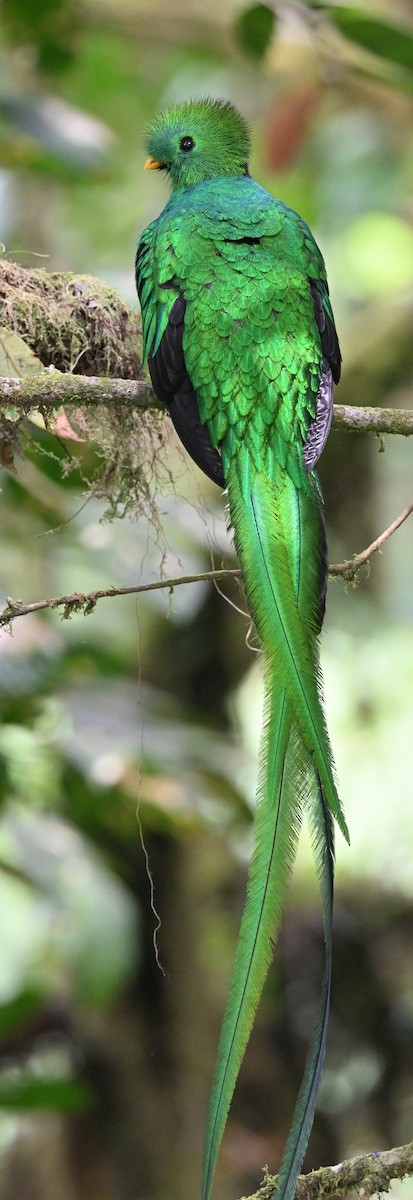 Resplendent Quetzal - ML618129255