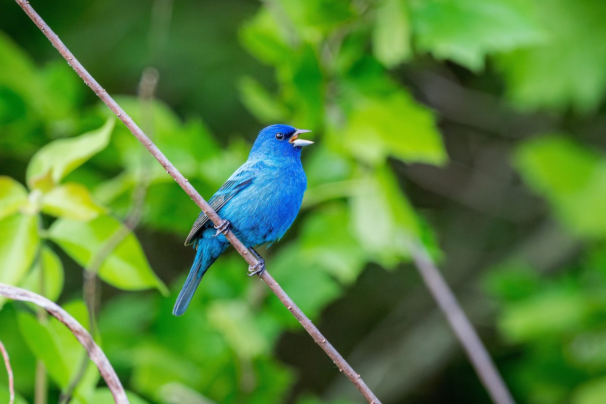 Indigo Bunting - Richard Pockat