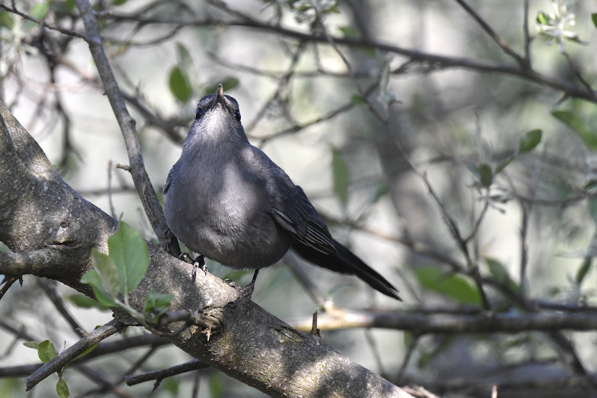 Gray Catbird - Kazumi Ohira