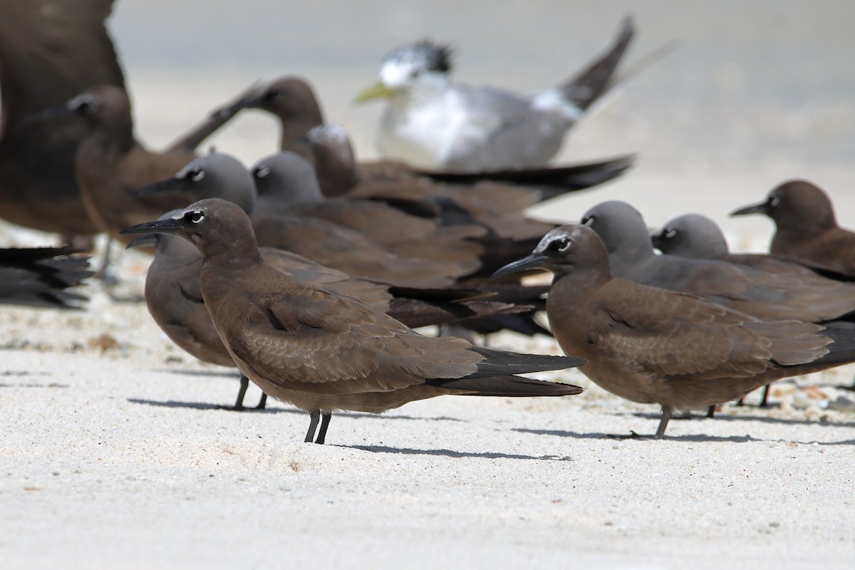 Brown Noddy - Rolo Rodsey