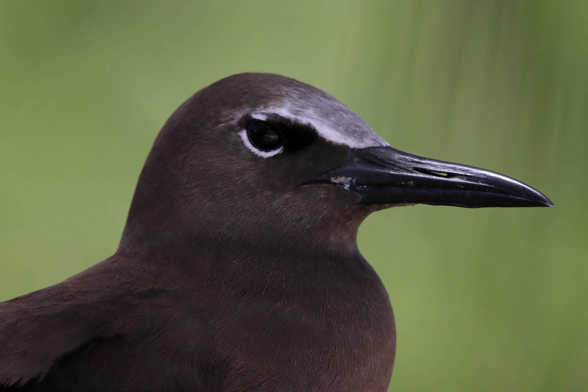 Brown Noddy - Rolo Rodsey