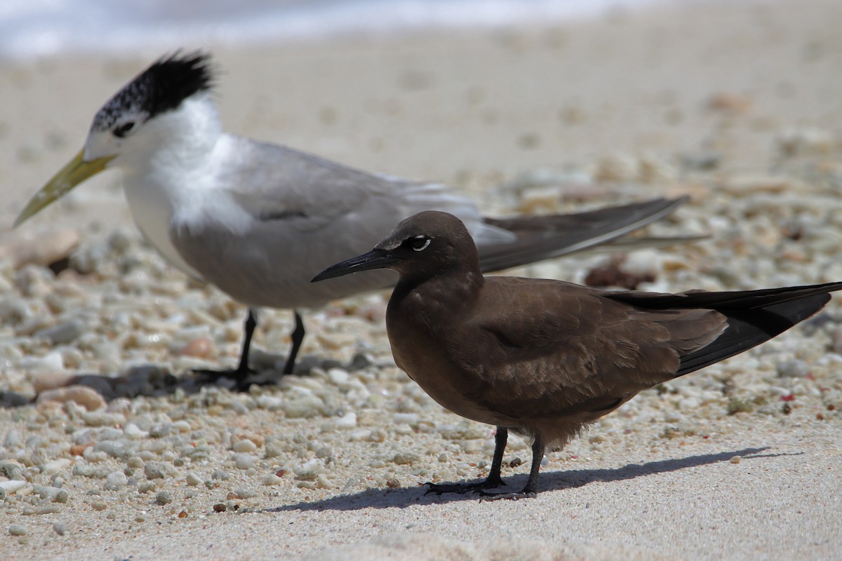 Brown Noddy - Rolo Rodsey