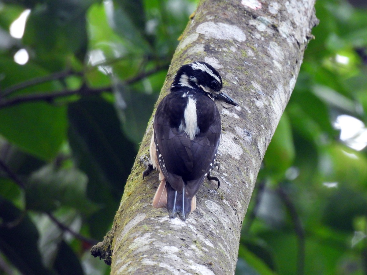 Hairy Woodpecker - Marilyn Ureña