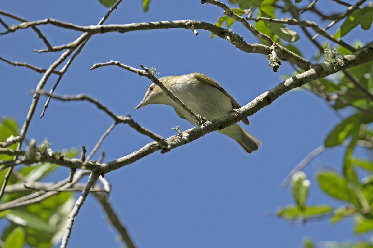 Kızıl Gözlü Vireo - ML618129353