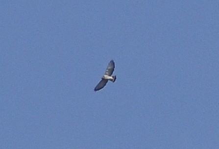 Broad-winged Hawk - Delvis Yamila Sáez Hernández