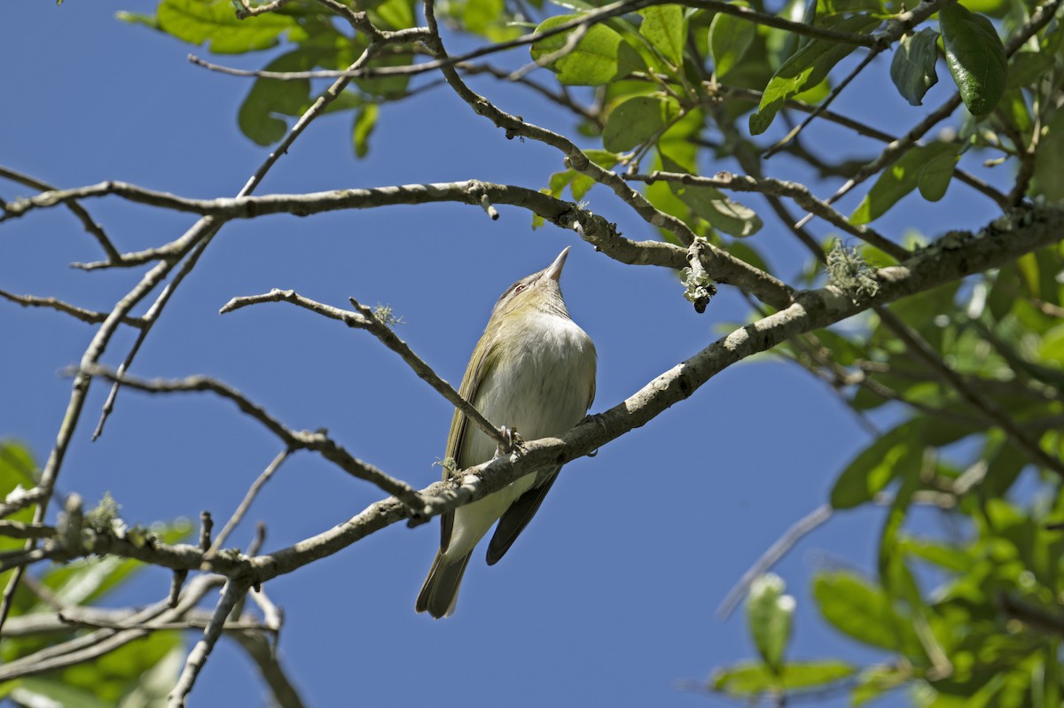 Red-eyed Vireo - ML618129357