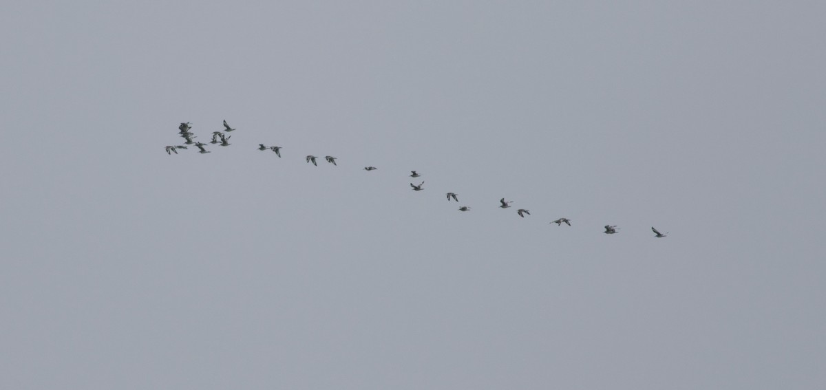 eBird Checklist - 28 Apr 2024 - Cape Poge Wildlife Refuge (TTOR) - 53 ...