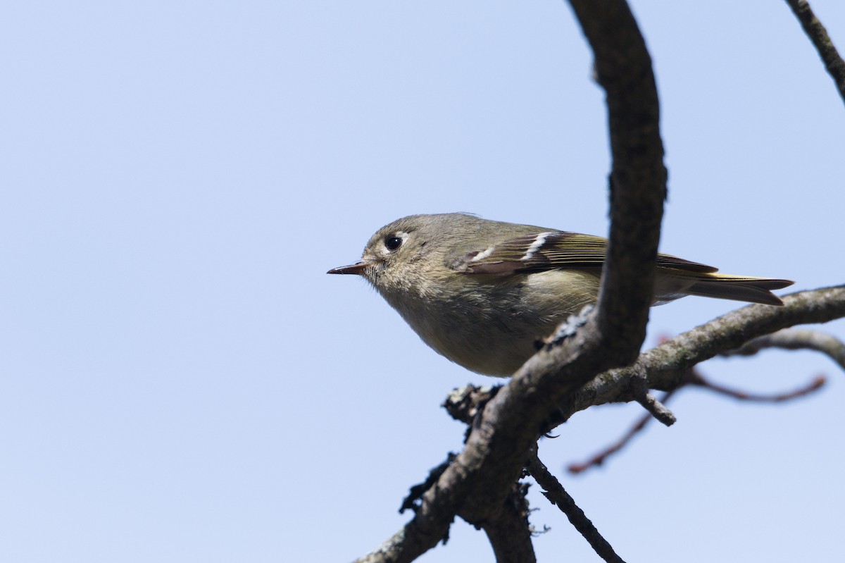 Ruby-crowned Kinglet - Luis Agosto