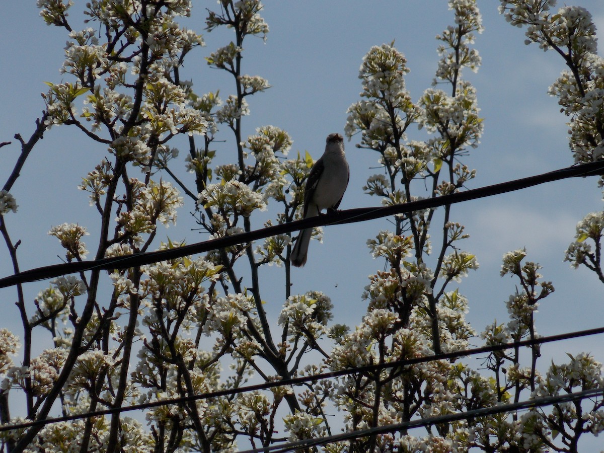 Northern Mockingbird - Glenn Knoblock