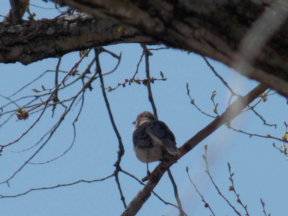 Northern Mockingbird - Glenn Knoblock