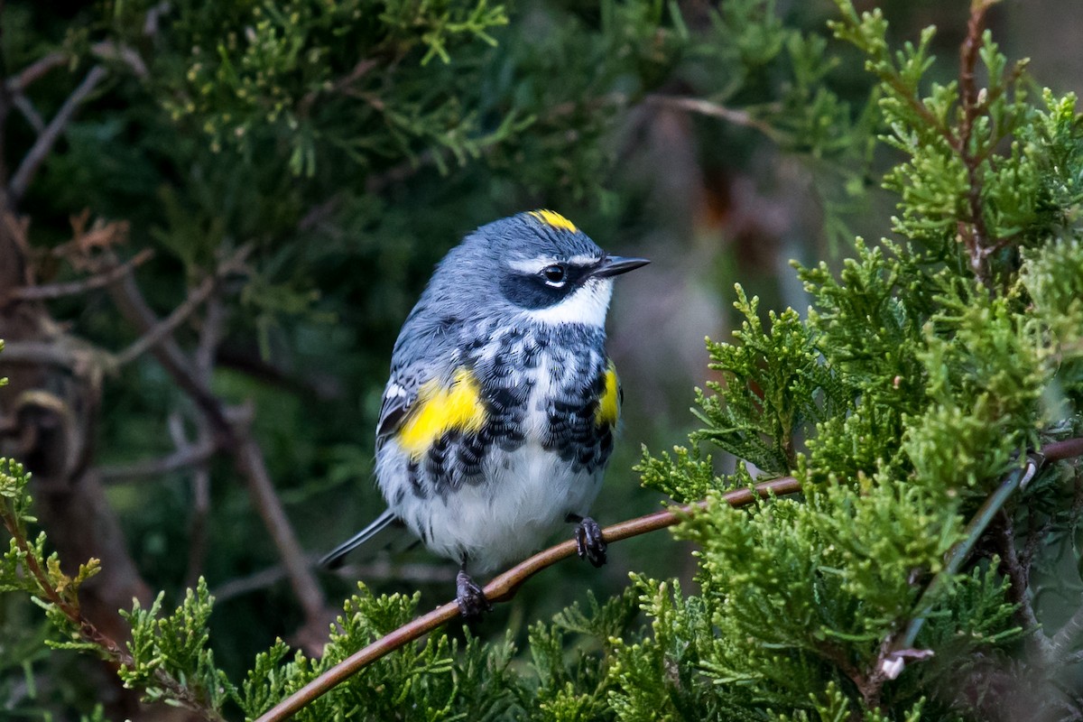 Yellow-rumped Warbler (Myrtle) - Melissa James