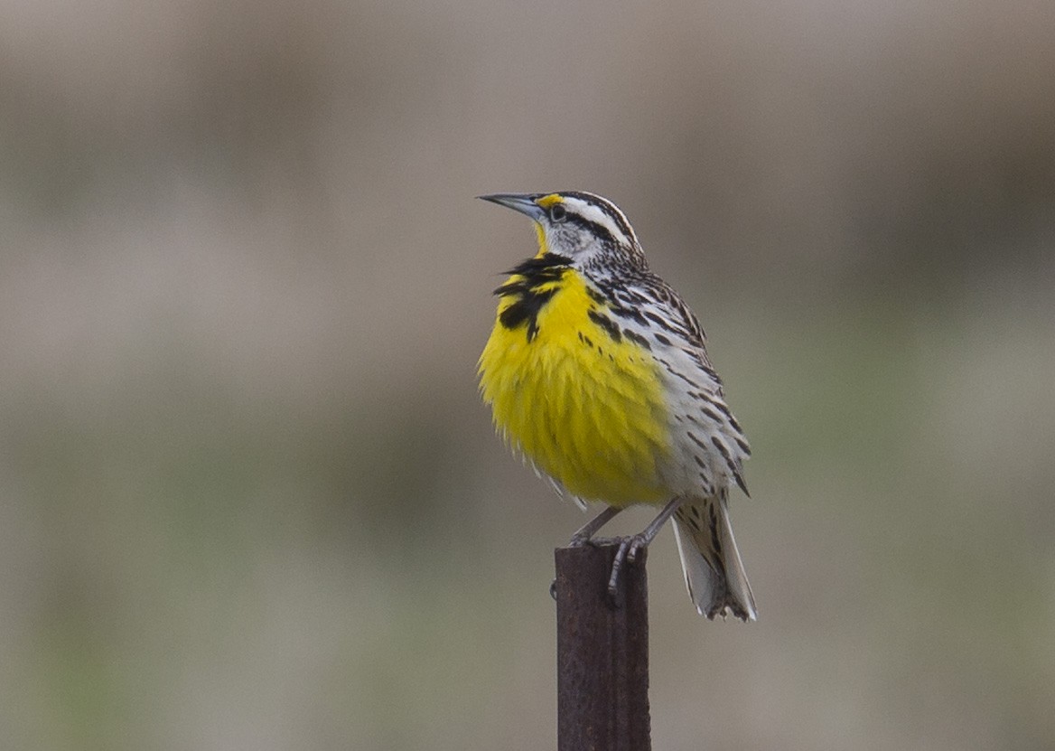 Eastern Meadowlark - Tom Devecseri