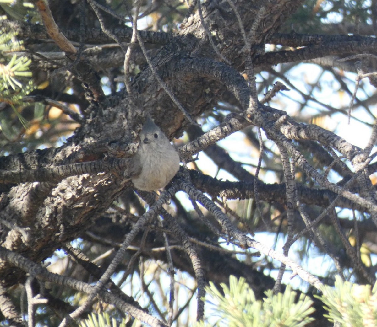 Juniper Titmouse - ML618129406