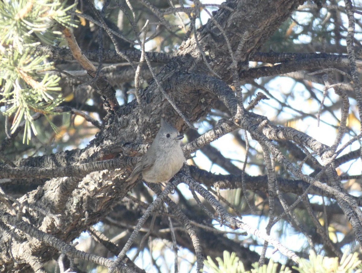 Juniper Titmouse - ML618129407