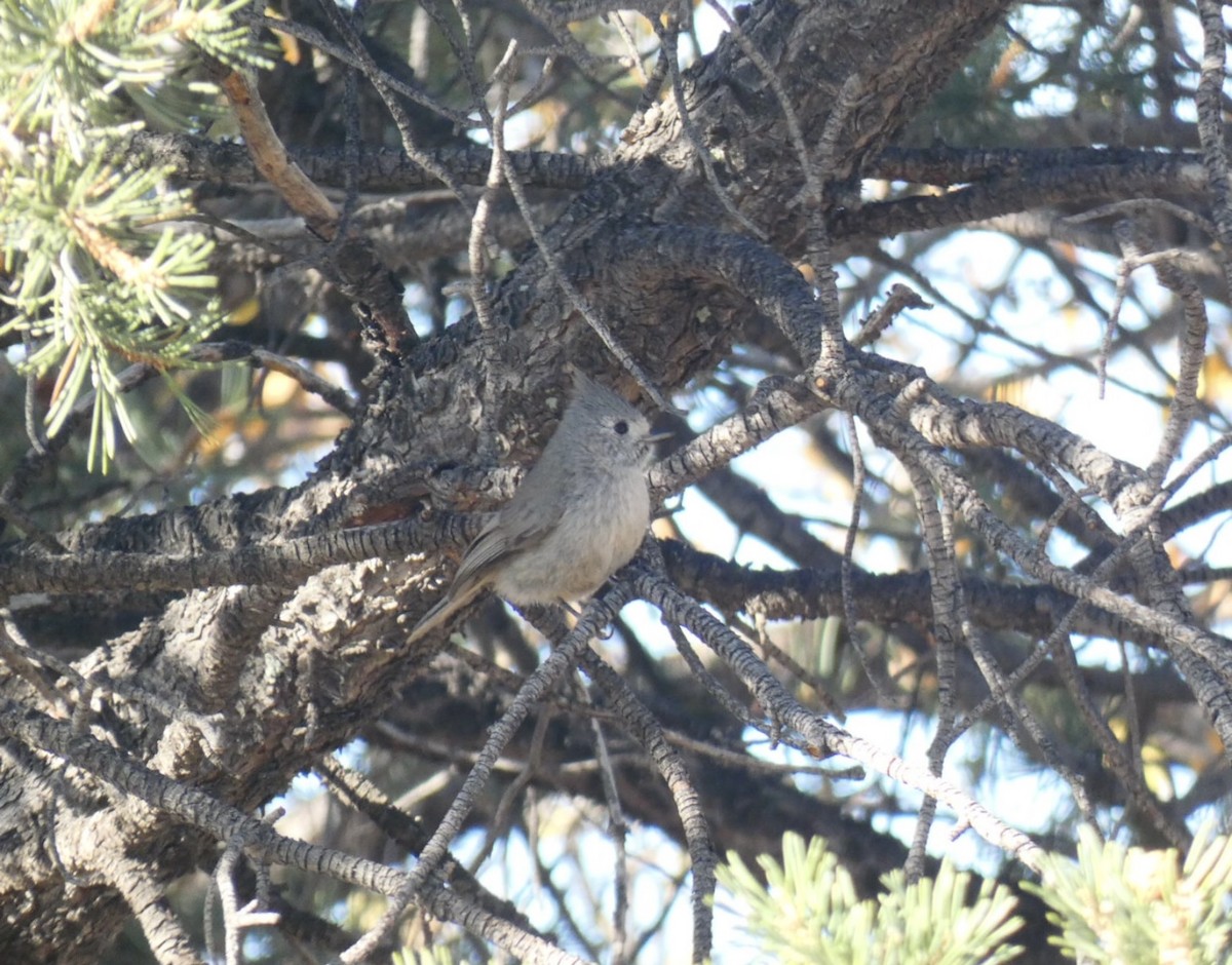 Juniper Titmouse - ML618129408