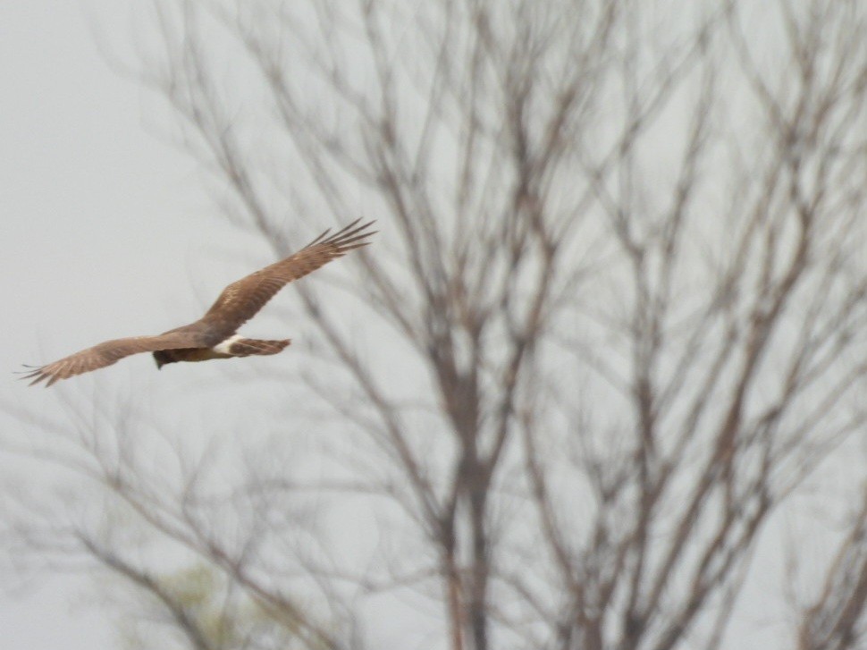 Northern Harrier - ML618129423