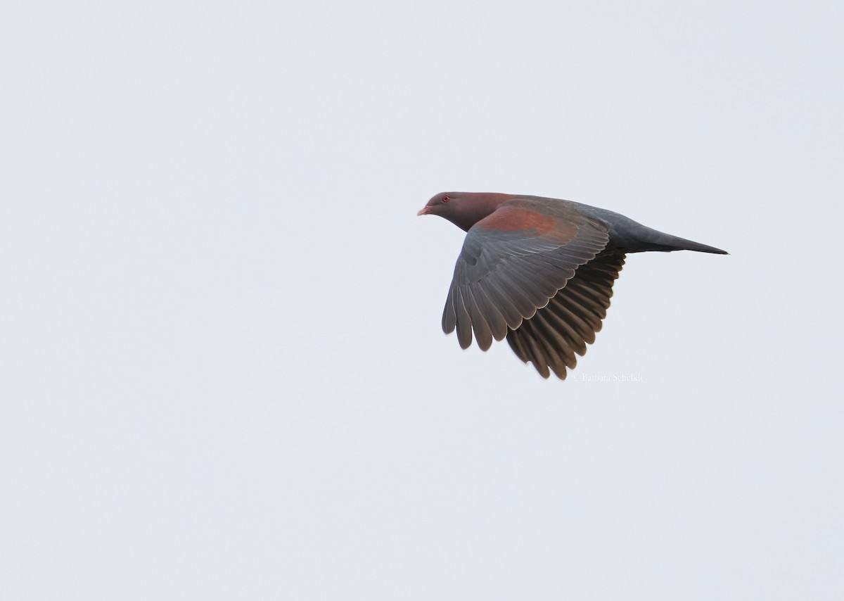 Red-billed Pigeon - ML618129443