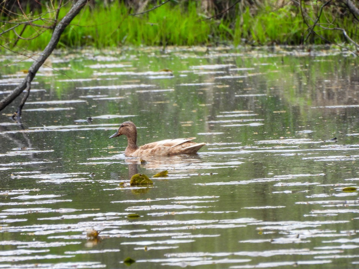 Mallard (Domestic type) - ML618129454