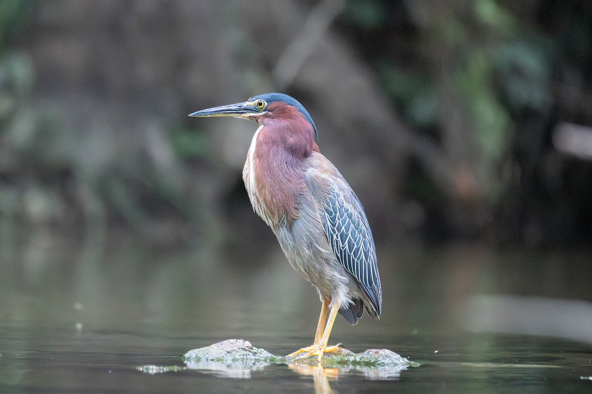 Green Heron - Boris Novikov