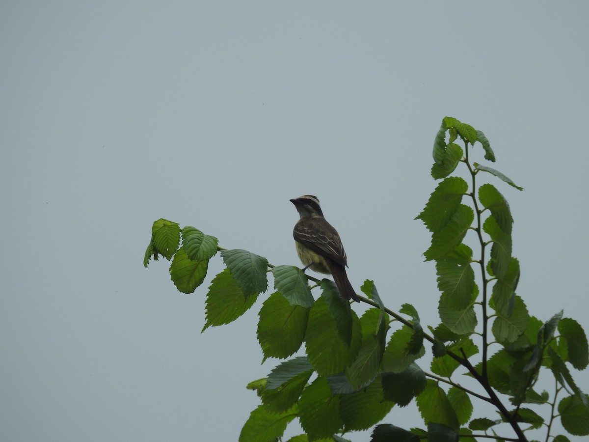 Piratic Flycatcher - ML618129475