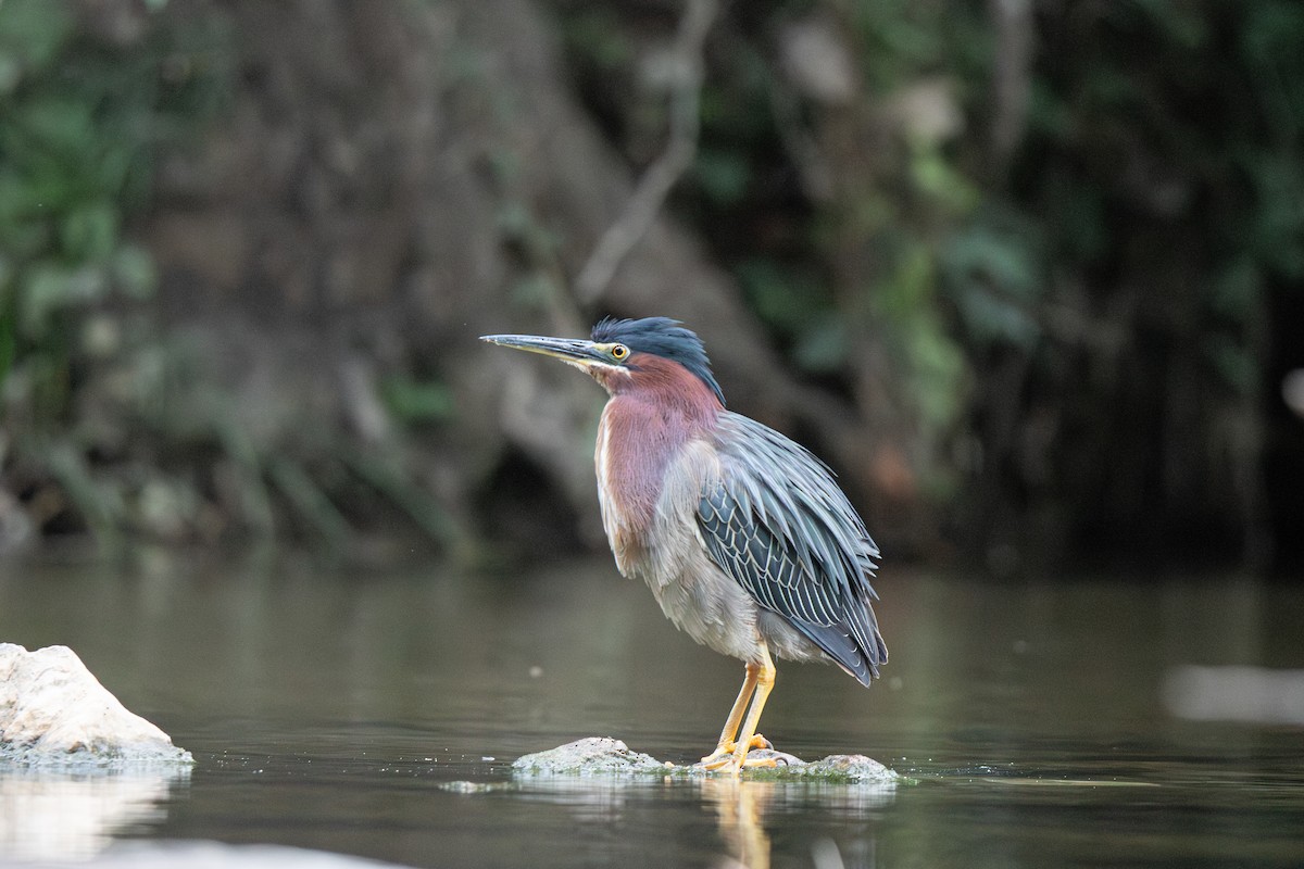 Green Heron - ML618129480