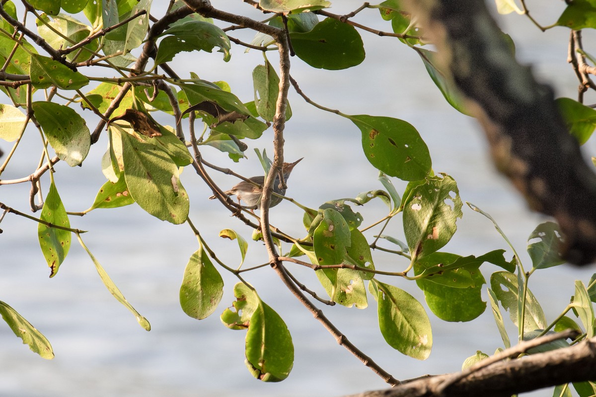 Ashy Tailorbird - Kristof Zyskowski