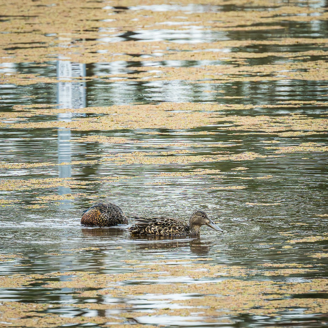 Australasian Shoveler - ML618129526