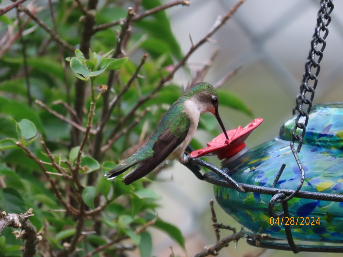 Ruby-throated Hummingbird - Susan Leake