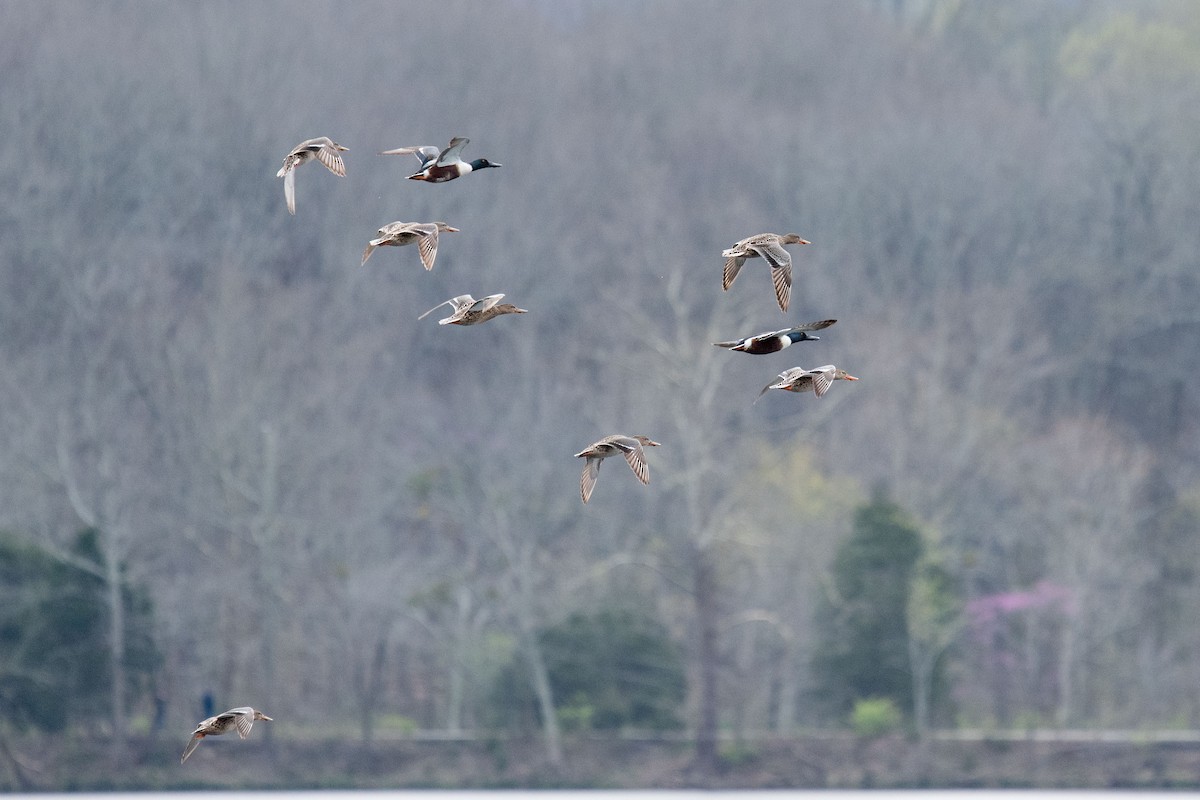 Northern Shoveler - Melissa James