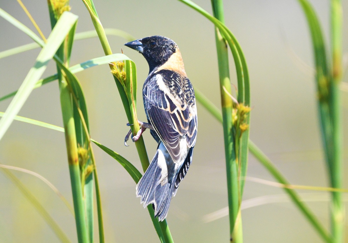 Bobolink - Elizabeth Hawkins