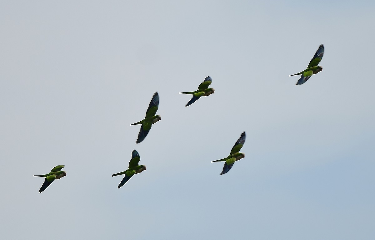 Monk Parakeet - ML618129559