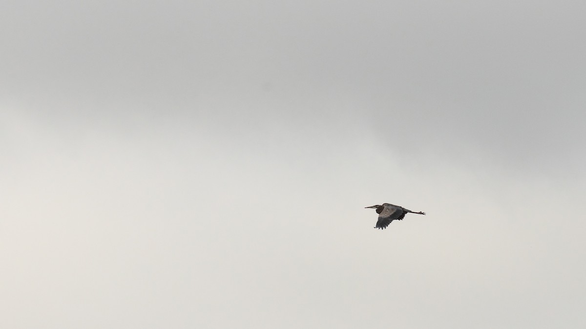 Great Blue Heron - Todd Kiraly