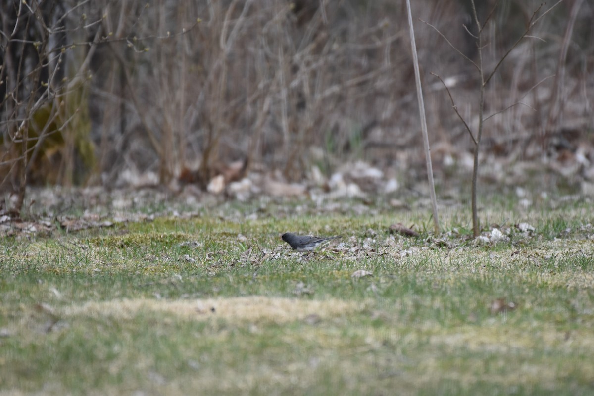 Dark-eyed Junco - Garry Waldram