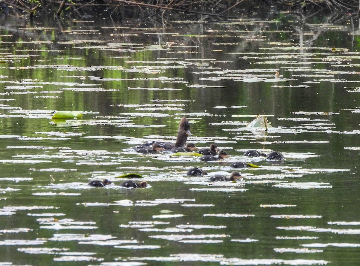 Hooded Merganser - Susan Brauning